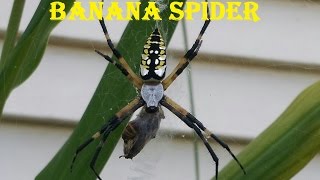 Banana Spider Argiope Aurantia  Dancing for Food  1080HD [upl. by Omixam]