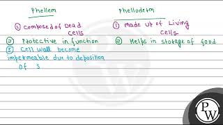 Distinguish between Phellem and phelloderm [upl. by Alegnasor984]