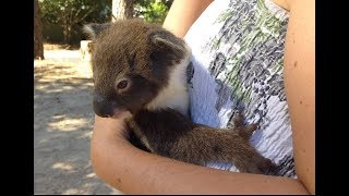 Heart Warming Moment Mum amp Joey Koala Reunite [upl. by Damle]