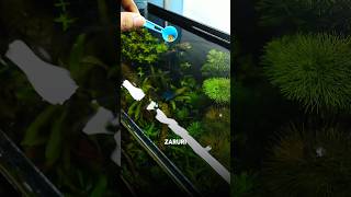 Beginners guide✅How to feed your🐟fish  planted aquarium  fishkeeping beginners [upl. by Inanuah]