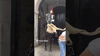 HORSE STEAL THE SWEATER FROM TOURIST horse [upl. by Fisoi]