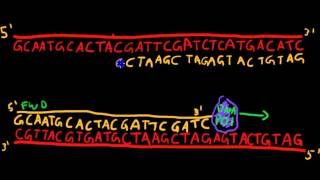 Primer Design for PCR [upl. by Dorrej]