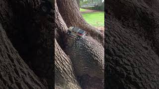 Axial SCX24 Gladiator  Tree crawl FAIL [upl. by Avehstab]