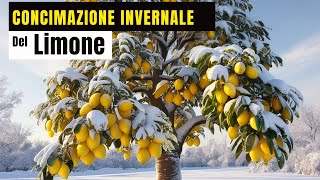 SI PUÒ CONCIMARE IL LIMONE IN INVERNO ECCO COSA NE PENSO E PERCHÈ [upl. by Retsevlys745]