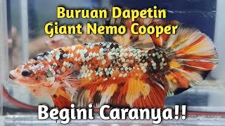 Rahasia Mendapatkan Ikan Cupang Nemo Cooper [upl. by Ettessil]