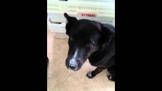 My dog eat flour [upl. by Lrem]