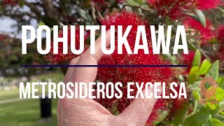 Pohutukawa Metrosideros excelsa New Zealand Christmas Tree Summer Flowering plant of the week [upl. by Esserac]