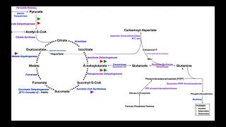 Overview of Metabolism Part 4  Glutamate Glutamine amp Nucleotide Biosynthesis [upl. by Odette]