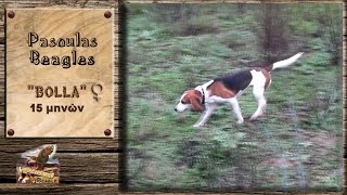 PASOULAS BEAGLE quotquotBOLLA σε εκπαιδευτικό Λαγού [upl. by Ellenahc]