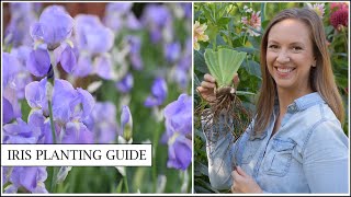 Iris Planting Guide  How to Plant and Divide Bearded Iris Rhizomes  Northlawn Flower Farm [upl. by Auehsoj]