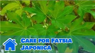 Maintaining amp Pruning Shrubs  How to Care for Fatsia Japonica [upl. by Hetti]