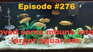 Moved some mbuna into a larger aquarium [upl. by Annawak]