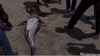 A REAL MERMAID WASHES UP ON AFRICAN SHORE‼️😮 🧜‍♀️ SHOCKING FOOTAGE‼️ [upl. by Jenna]