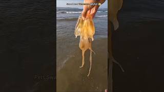 Rescuing Danger most Venomous jellyfish from 😨shorts Anshikalove8427 [upl. by Aneehsirk824]