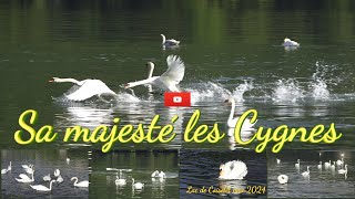 Sa majesté les Cygnes du Lac de Coiselet en mai 2024 [upl. by Sokul]