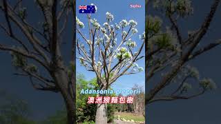 澳洲猴麵包樹當地人稱boabAdansonia gregorii [upl. by Feucht900]