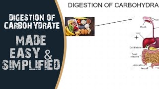 Carbohydrate Digestion Biochemistry  Carb Digestion Enzymes [upl. by Mcdonald]