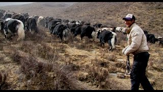 Yak Herders Singing in Tibet [upl. by Aned182]