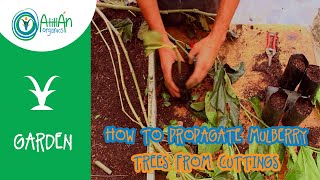 How To Propagate Mulberry Trees From Cuttings  Planting Mulberry Trees  Atitlan Organics [upl. by Ellehsat650]