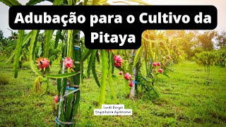 Recomendações de Adubação para a Pitaya  Vinícius CatalãoGO [upl. by Langill313]