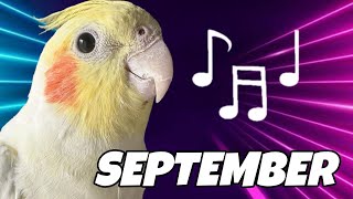 COCKATIELS SINGING September by Earth Wind amp Fire best training for your bird [upl. by Etz]