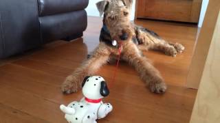 Airedale Terrier v fisherprice puppy [upl. by Shanan]