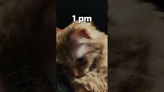 Tired song All day tired cat tiredcat cat shorts funnycats [upl. by Pardo]