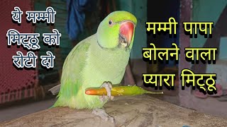 Parrot talking mummy mithu ko roti do🥰mummy papa bolane wala Mitthu😱cute parrot video🦜Mitthu Mithu 🦜 [upl. by Jamey]