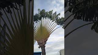 Ravenala madagascariensis travellers tree travellers palm  EastWest palm [upl. by Ydnak711]