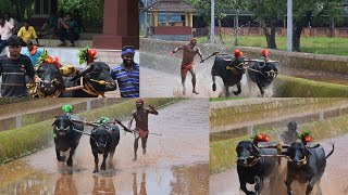 Siddakatte Podumba  Aladapadav  Iruvail Paanila  Kudi  Kambala  Kambala Practice  Moodbidri [upl. by Stu628]