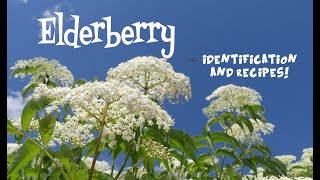 Elderberry Identification and Recipes [upl. by Filler]