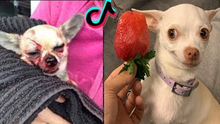 Special nikki chihuahua dog compilation।mreviatar 2। Fanny chihuahua TV [upl. by Htebizile969]