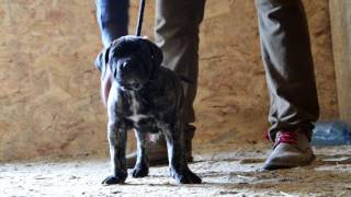 Presa canario puppy Fatima de CarpatCan [upl. by Nnylatsyrk33]