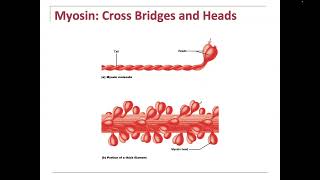 Sarcomere Actin Myosin Troponin Tropomyosin Calcium How a Contraction starts and ends ADP  CP [upl. by Naerb]