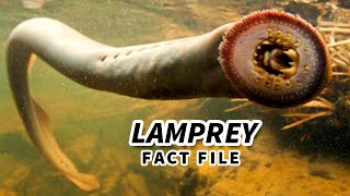 Lamprey Facts Bloodsucking MOUTH FACE 😭 Animal Fact Files [upl. by Kleeman]