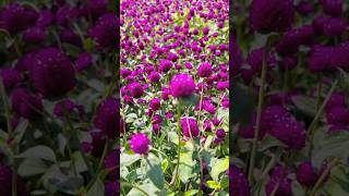 Beautiful Gomphrena globosa flower 🥰flowers gomphrena [upl. by Corilla]