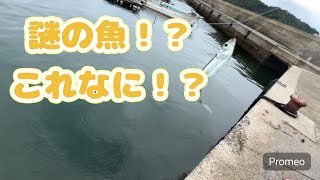 豊浜釣り桟橋久々に行ったら死にかけた。知多半島釣り 釣り部 [upl. by Rusert]