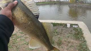 22 12 INCH WALLEYE TODAT AT THE DAM [upl. by Nayhr]