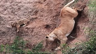 LEONA RESCATA A SU CACHORRO El instinto materno de las leonas [upl. by Trab395]