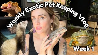 Exotic Pet Keeping Weekly Vlog  Week 1 [upl. by Catlin]