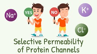 Potassium channel  K channel [upl. by Nednyl]