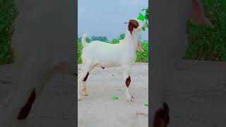 Rajn poria goat imported blood line [upl. by Noelyn947]