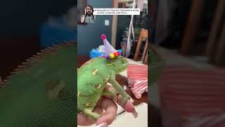 chameleon reptiles lizard pets animals animalshorts [upl. by Dragelin668]