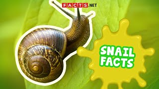 Snail Facts You Probably Didnt Expect [upl. by Burner]