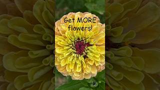 Want lots of flowers Deadheading is key to keeping the blooms coming gardening flowergarden [upl. by Anale]