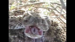 Up Close Rattle Snake Bite  Never Never Safari [upl. by Amzaj]