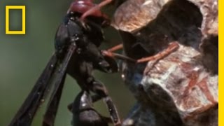 Paper Wasp vs Army Ant Horde  National Geographic [upl. by Brey1]