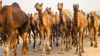 Camel herd walking Video  ऊँट का झुण्ड  unt ka jhund rajasthan india video  ऊंट का वीडियो [upl. by Nerwal77]