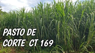 Pasto de Corte CT 169 Finca las Flores el Salvador 🇸🇻 [upl. by Saibot]