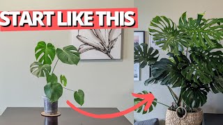 How to set up your Monstera for success [upl. by Nivi]